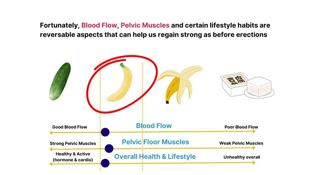 Blood flow and pelvic floor muscles as well as certain lifestyles are good for helping us get erections. Our treatment should focus on these areas to get real results
